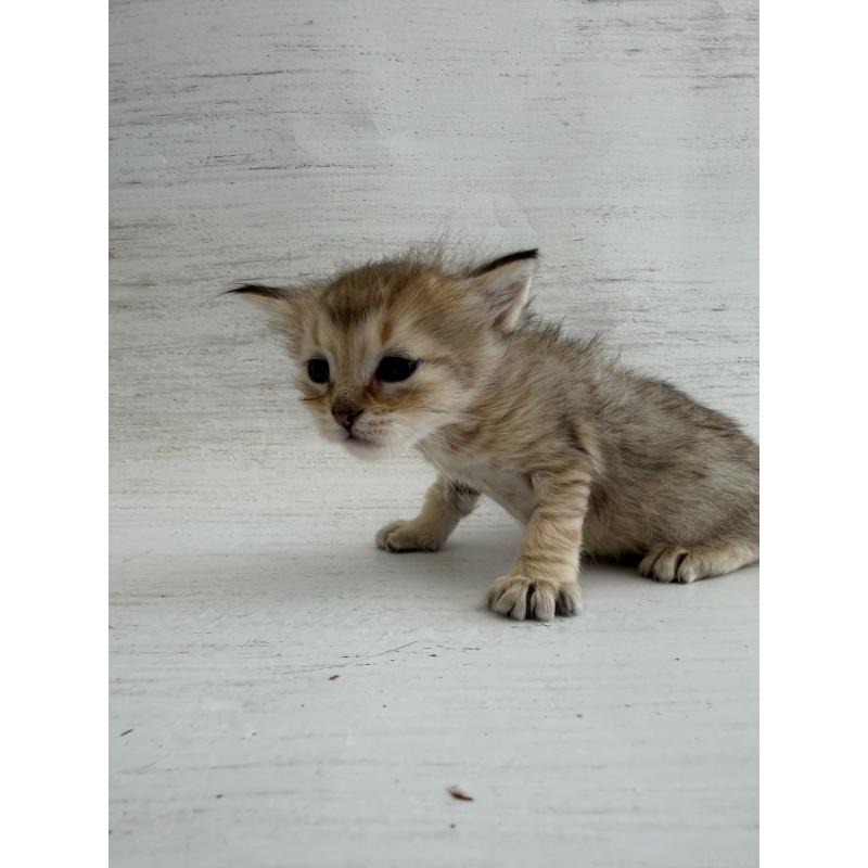 販売中の長野県のピクシーボブ-137971の5枚目