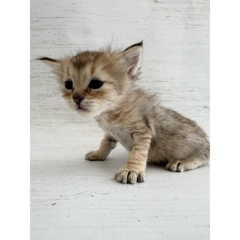 販売中の長野県のピクシーボブ-137971の4枚目