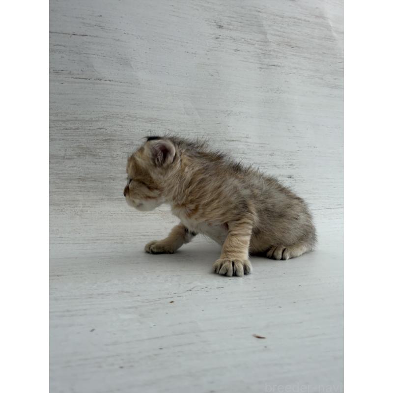 販売中の長野県のピクシーボブ-137971の3枚目