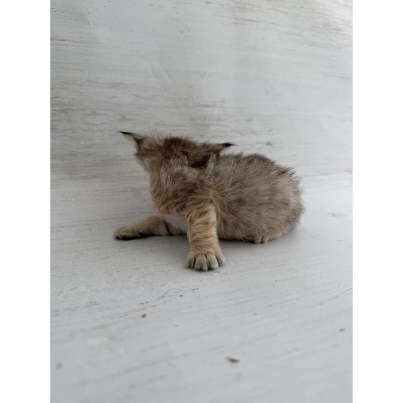 販売中の長野県のピクシーボブ-137971の2枚目