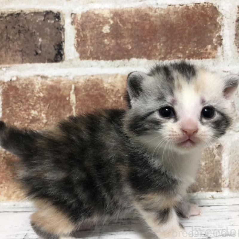 販売中の千葉県のマンチカン-137972