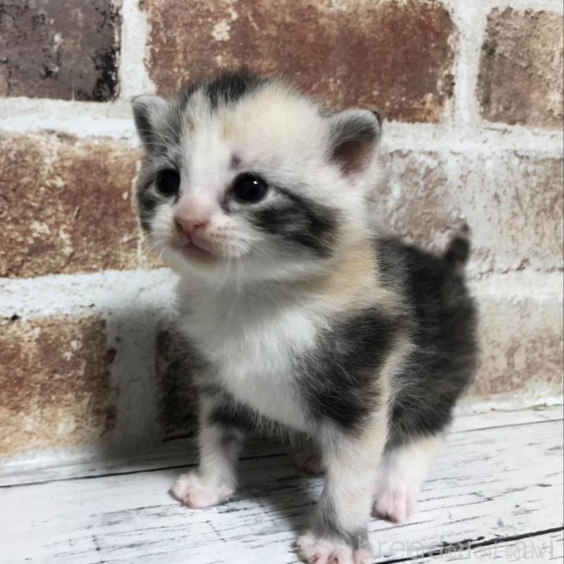 販売中の千葉県のマンチカン-137972の4枚目