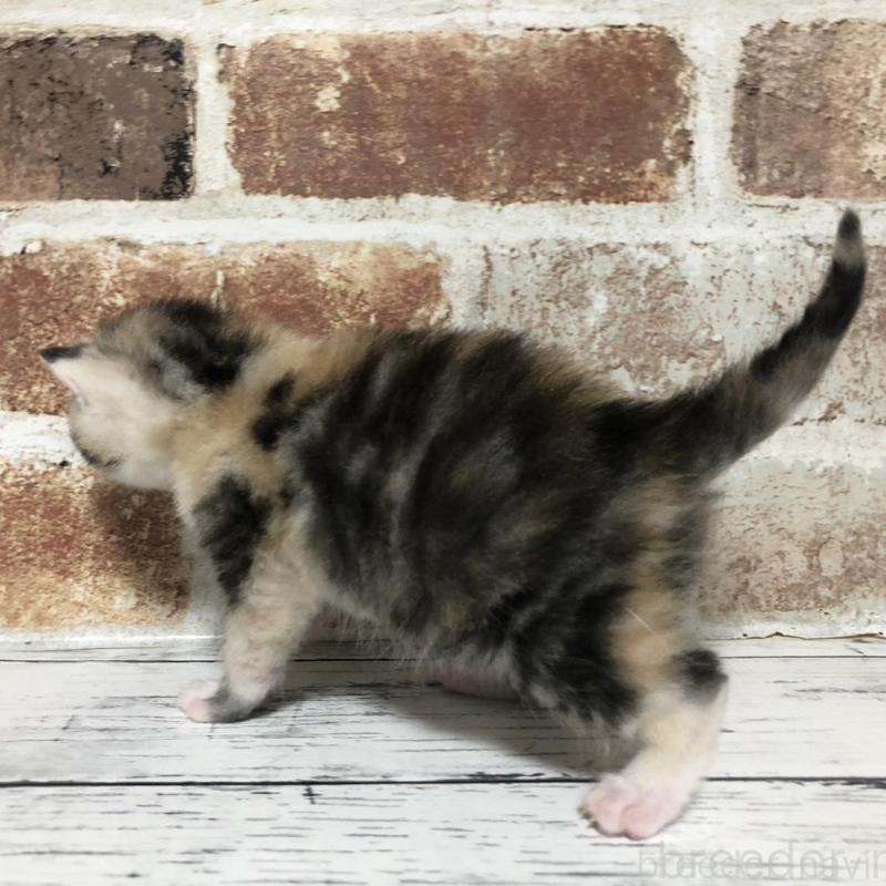 販売中の千葉県のマンチカン-137972の3枚目