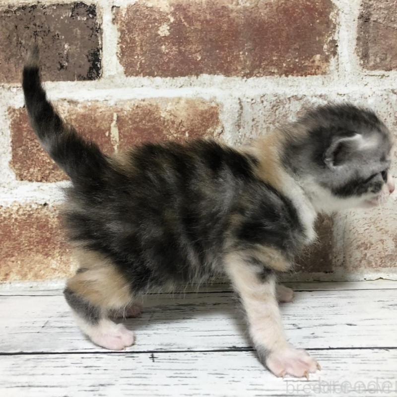 販売中の千葉県のマンチカン-137972の2枚目