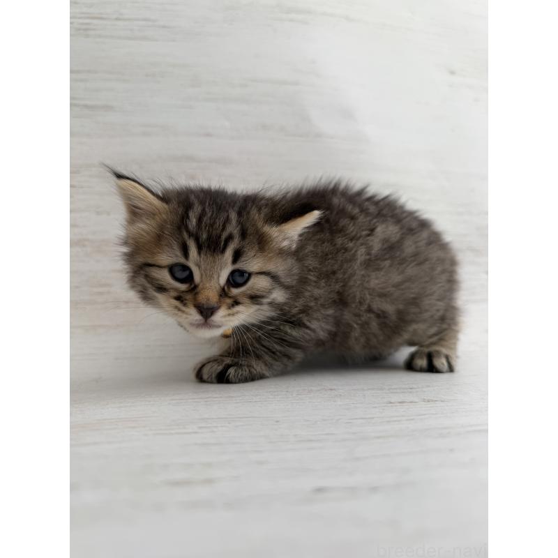 販売中の長野県のピクシーボブ-137973の8枚目