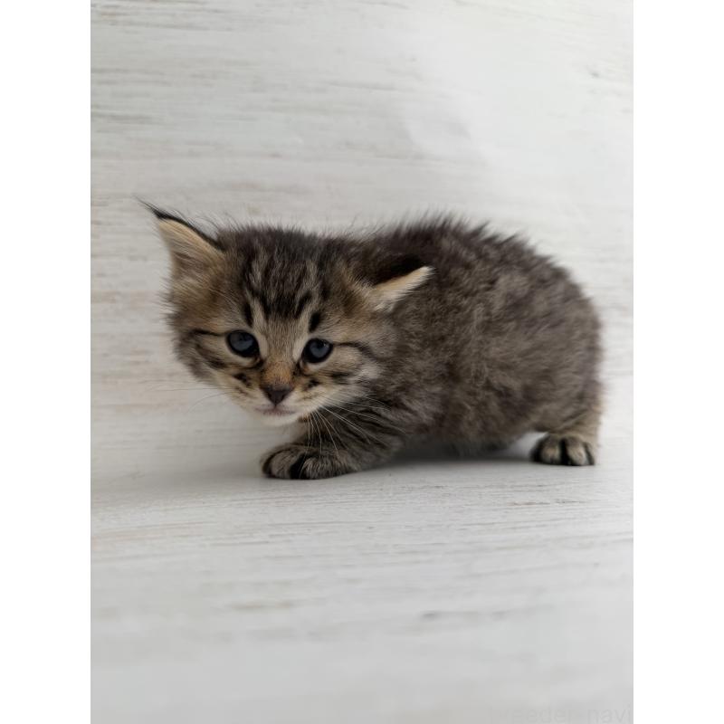 販売中の長野県のピクシーボブ-137973の7枚目