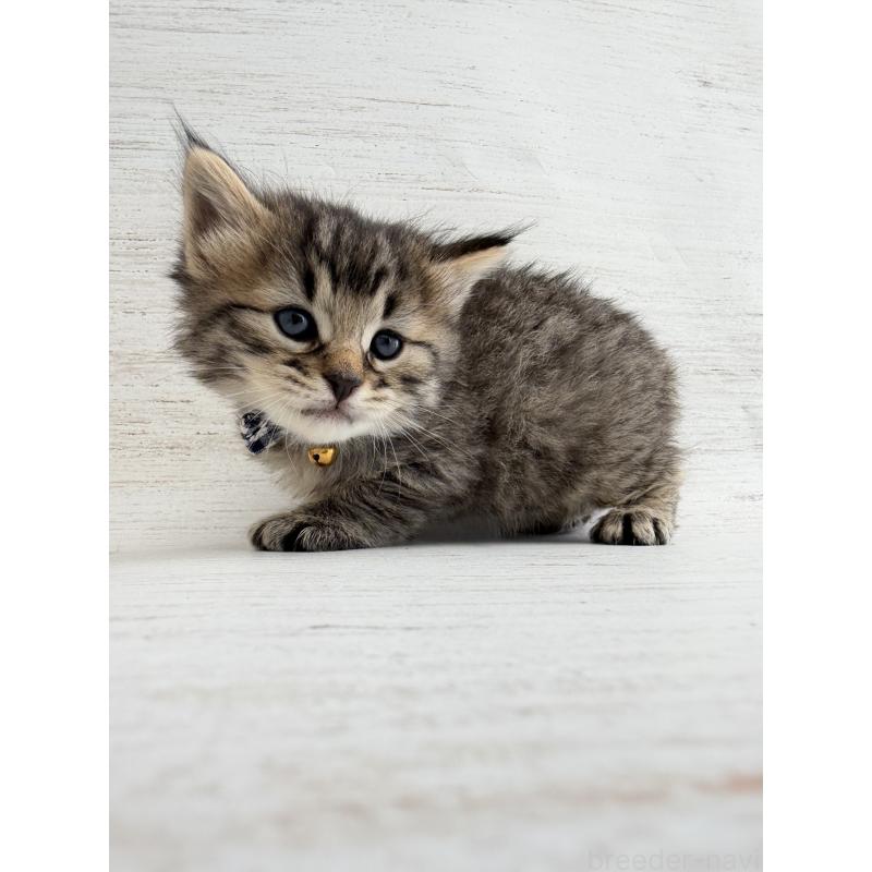 販売中の長野県のピクシーボブ-137973の6枚目