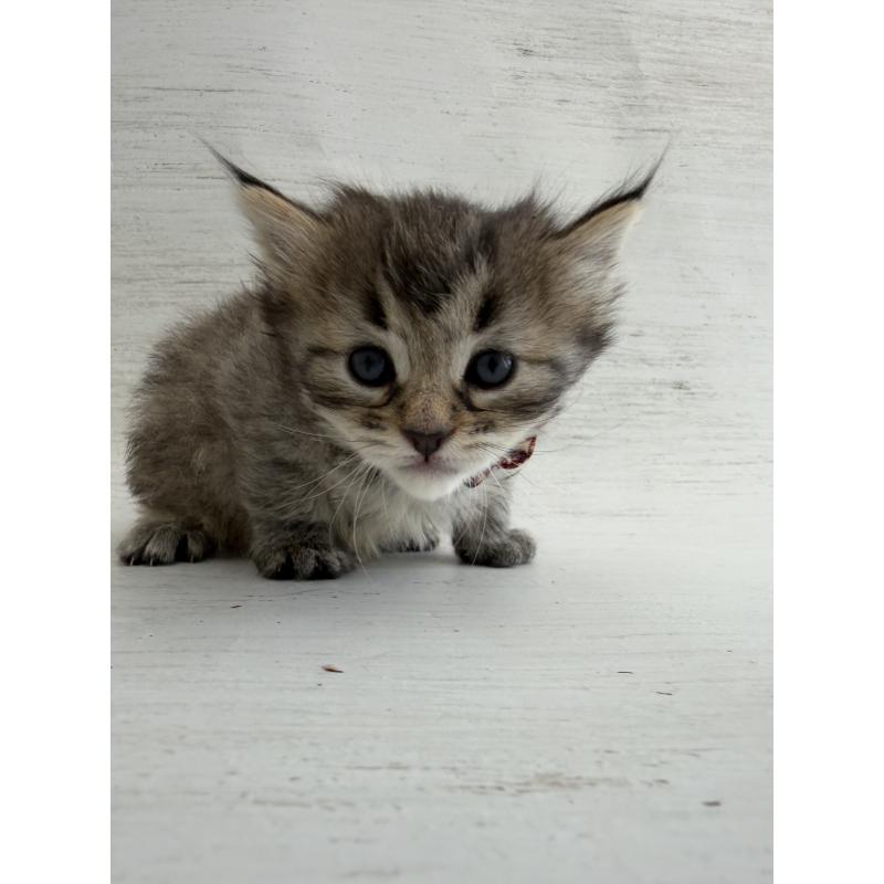 販売中の長野県のピクシーボブ-137973の5枚目