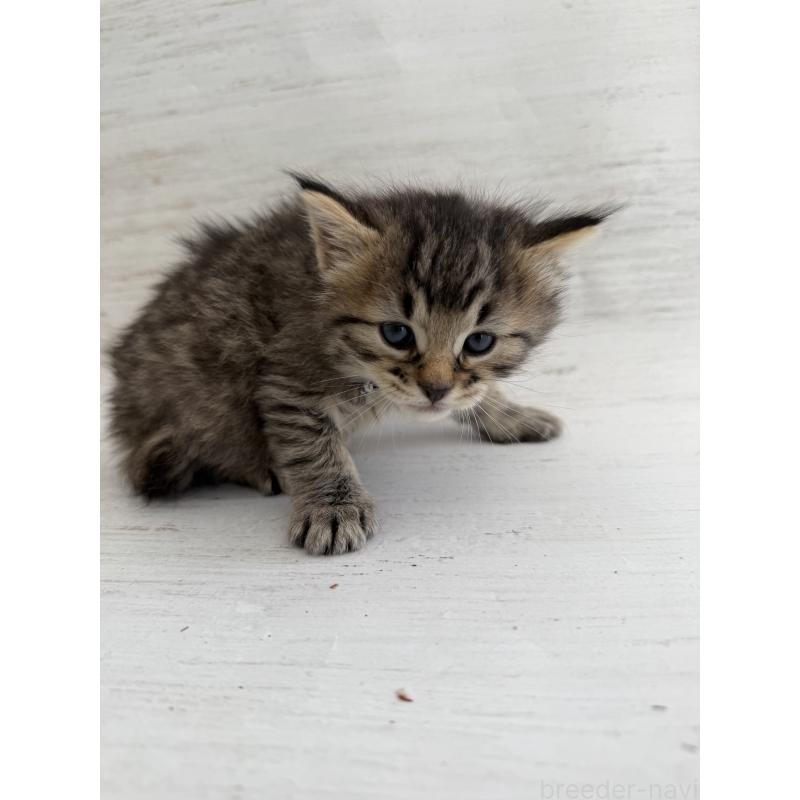 販売中の長野県のピクシーボブ-137973の4枚目