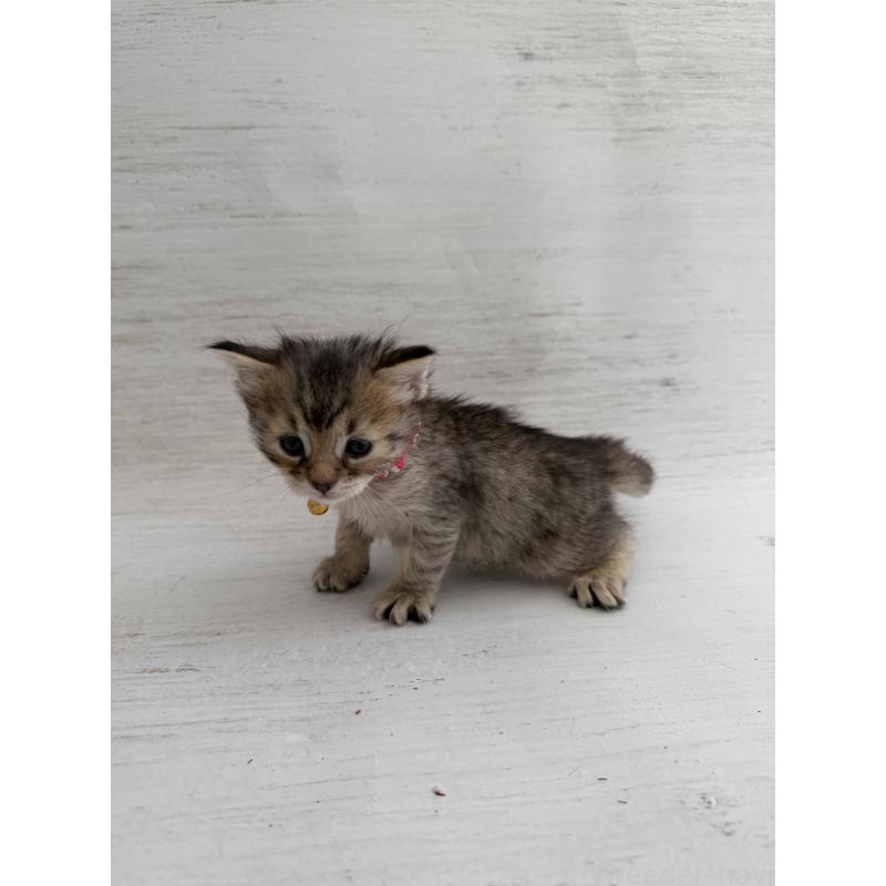 販売中の長野県のピクシーボブ-137973の2枚目