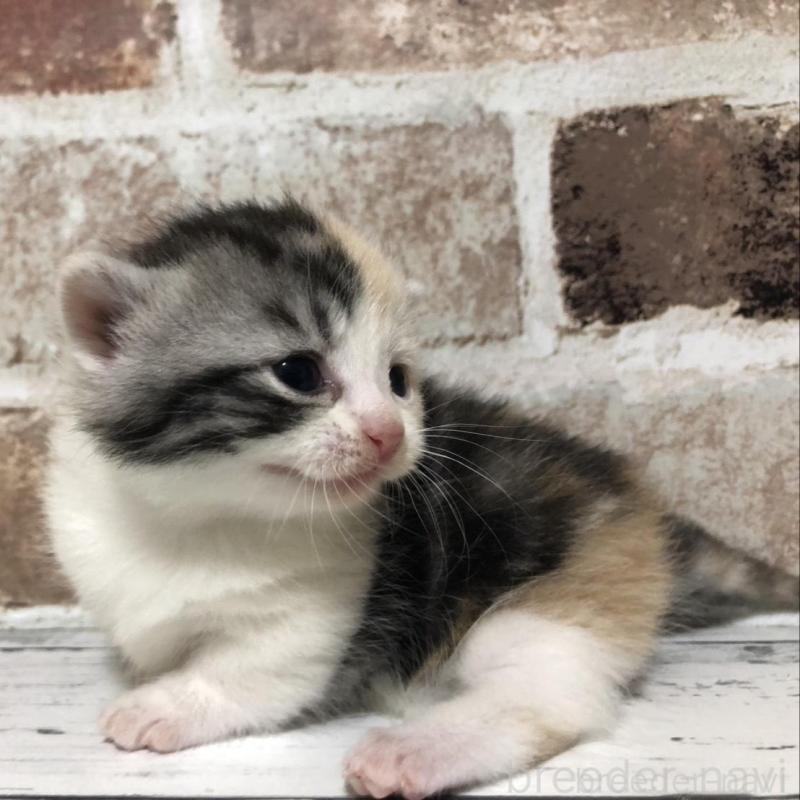 販売中の千葉県のマンチカン(短足)-137975の6枚目