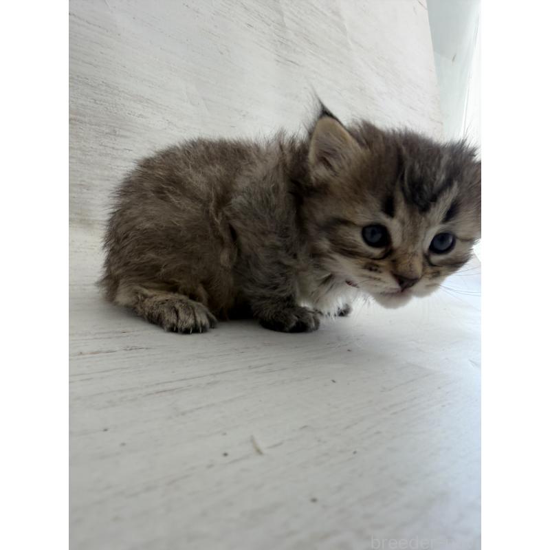 販売中の長野県のピクシーボブ-137974の7枚目