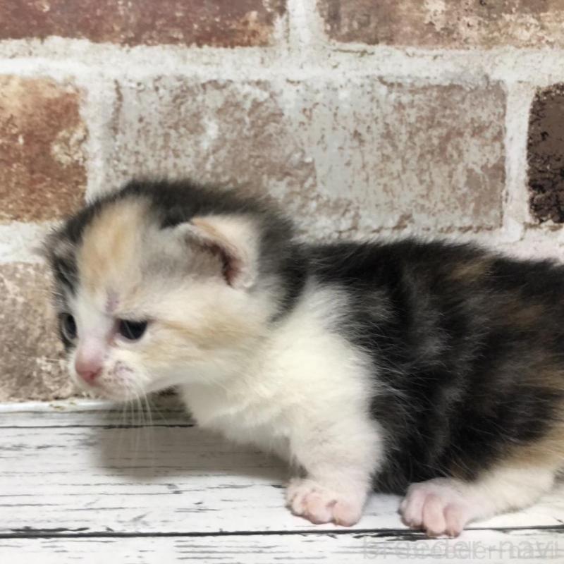 販売中の千葉県のマンチカン(短足)-137975の5枚目