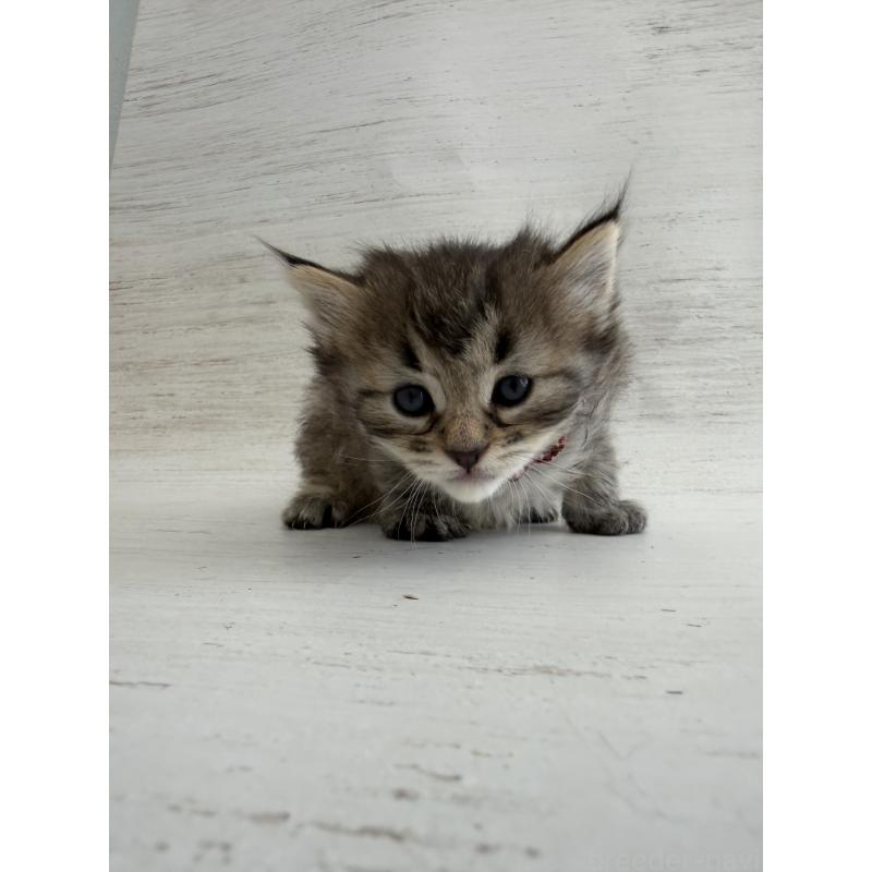 販売中の長野県のピクシーボブ-137974の6枚目