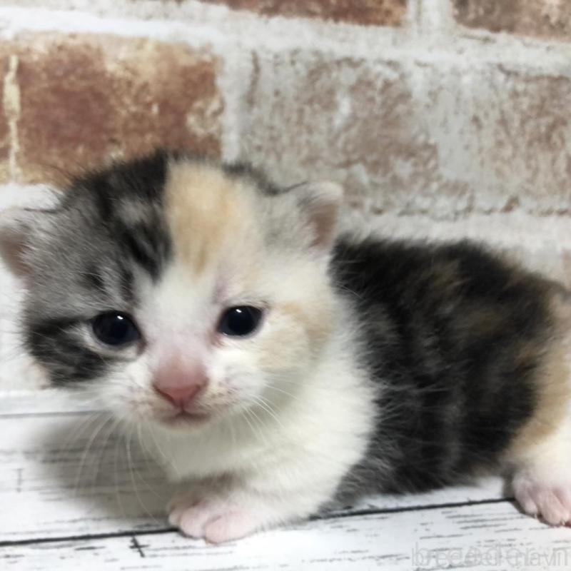 販売中の千葉県のマンチカン(短足)-137975の4枚目