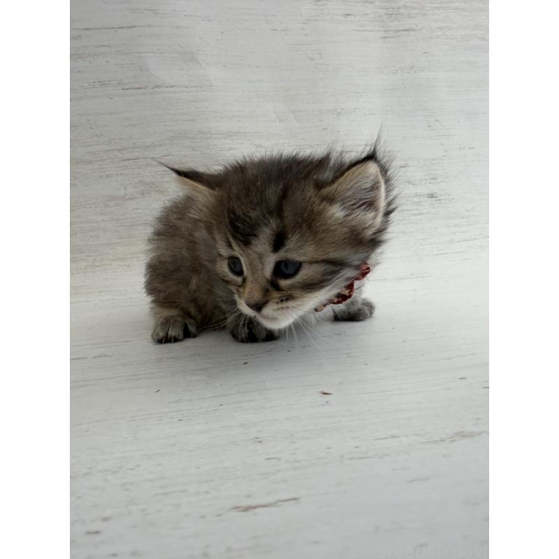 販売中の長野県のピクシーボブ-137974の5枚目