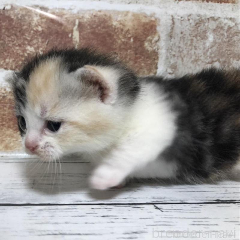 販売中の千葉県のマンチカン(短足)-137975の3枚目