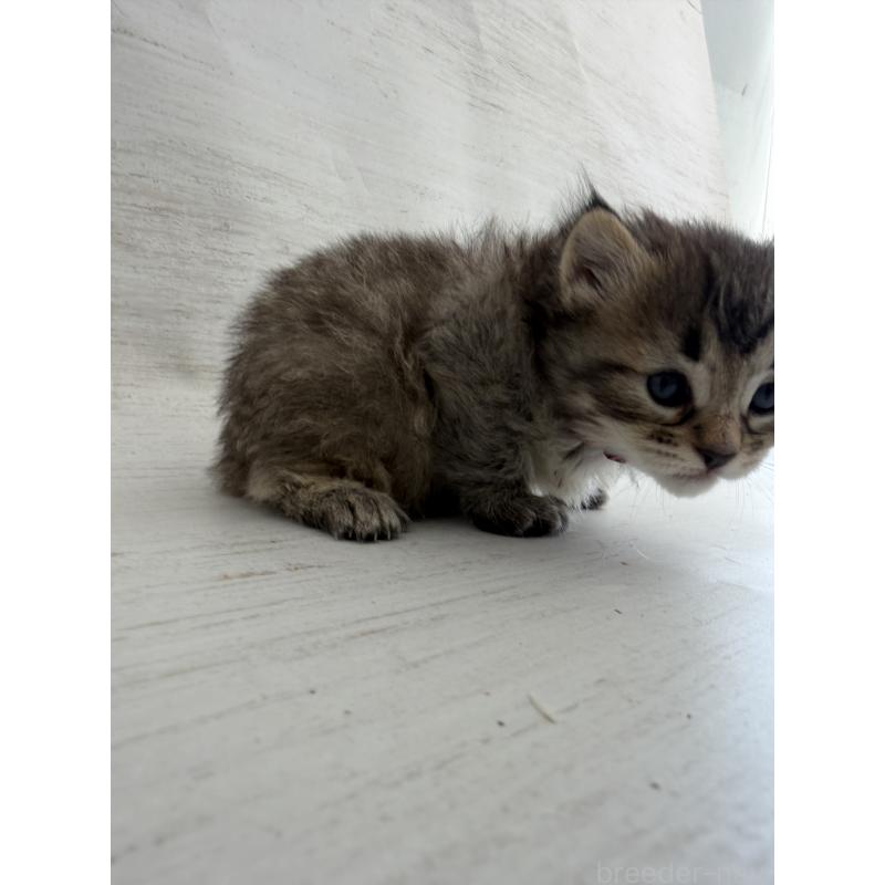 販売中の長野県のピクシーボブ-137974の4枚目