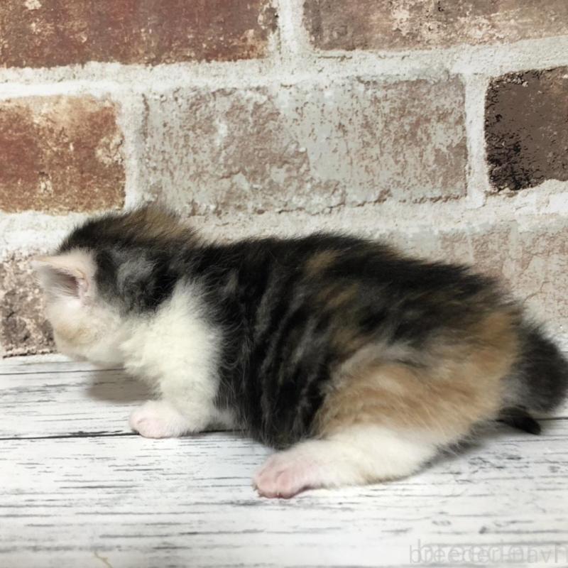 販売中の千葉県のマンチカン(短足)-137975の2枚目