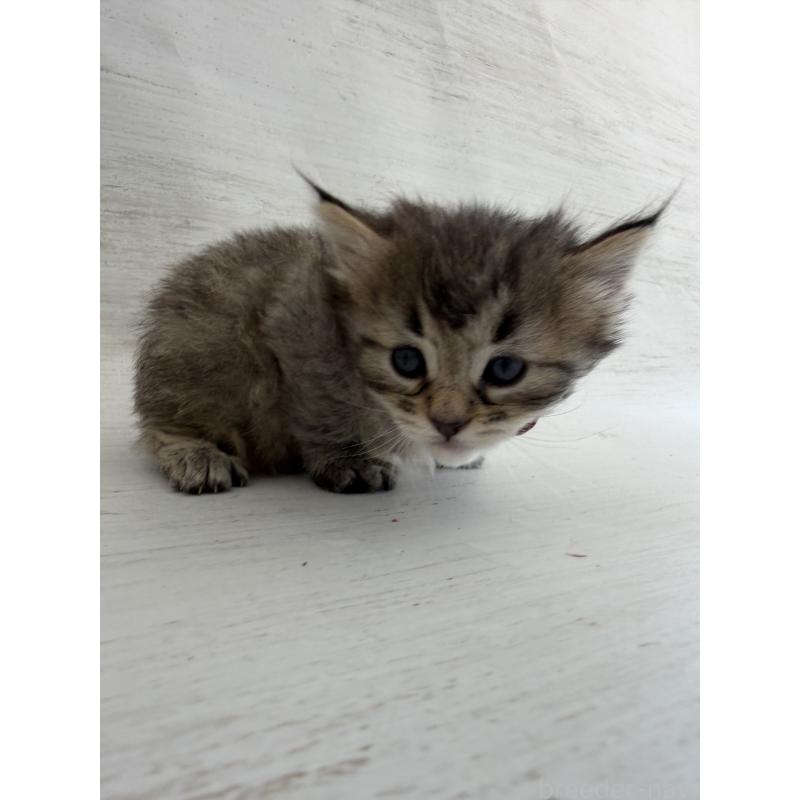 販売中の長野県のピクシーボブ-137974の3枚目