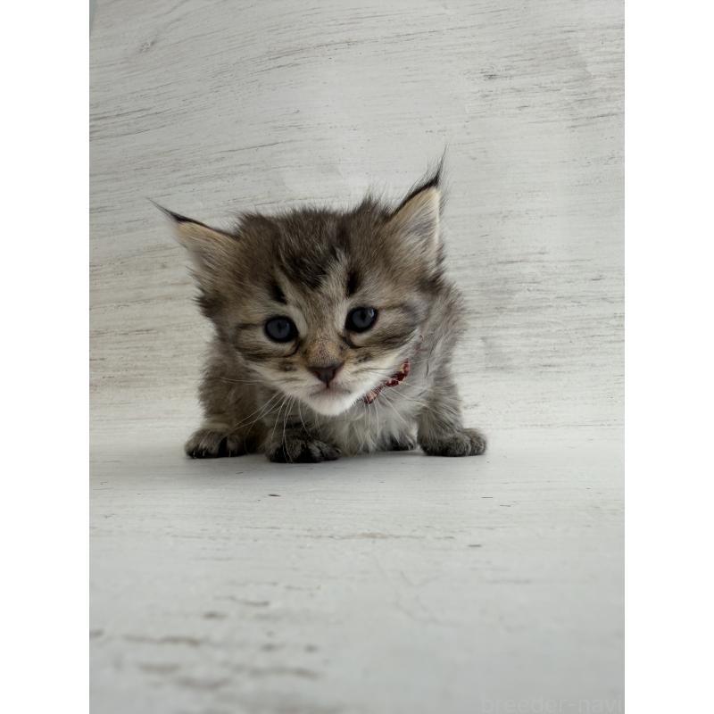 販売中の長野県のピクシーボブ-137974の2枚目