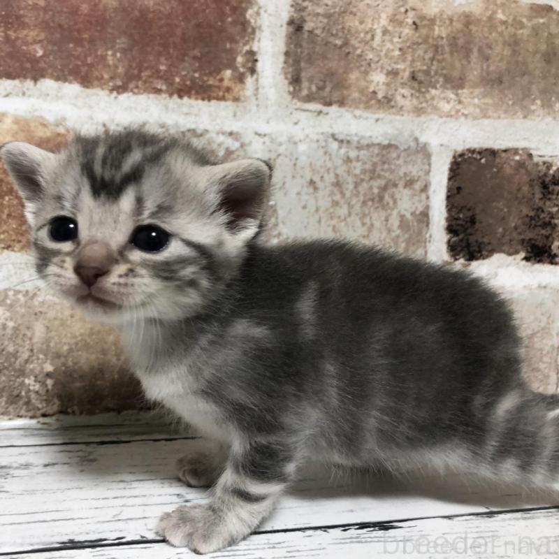 販売中の千葉県のマンチカン-137976