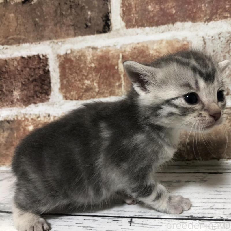 販売中の千葉県のマンチカン-137976の4枚目