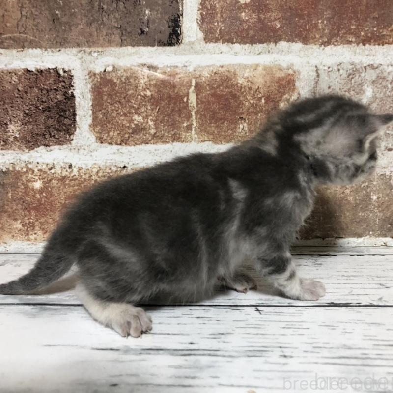 販売中の千葉県のマンチカン-137976の3枚目