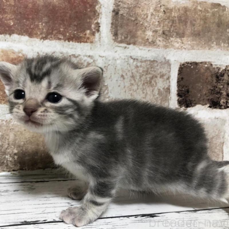 販売中の千葉県のマンチカン-137976の2枚目