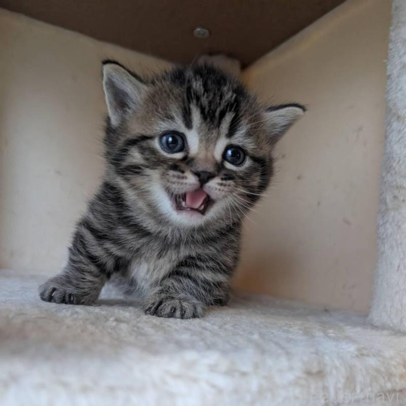 販売中の兵庫県のマンチカン(短足)-137977の7枚目