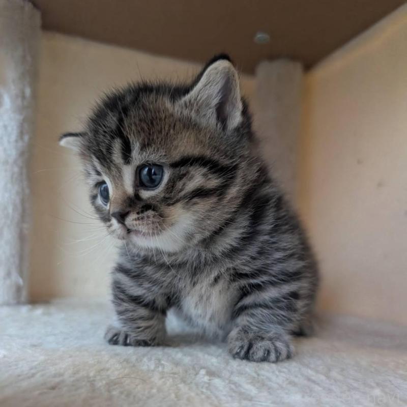 販売中の兵庫県のマンチカン(短足)-137977の6枚目