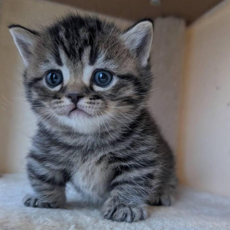 販売中の兵庫県のマンチカン(短足)-137977の1枚目