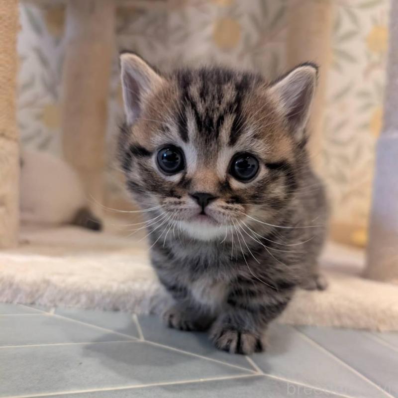 販売中の兵庫県のマンチカン(短足)-137977の5枚目