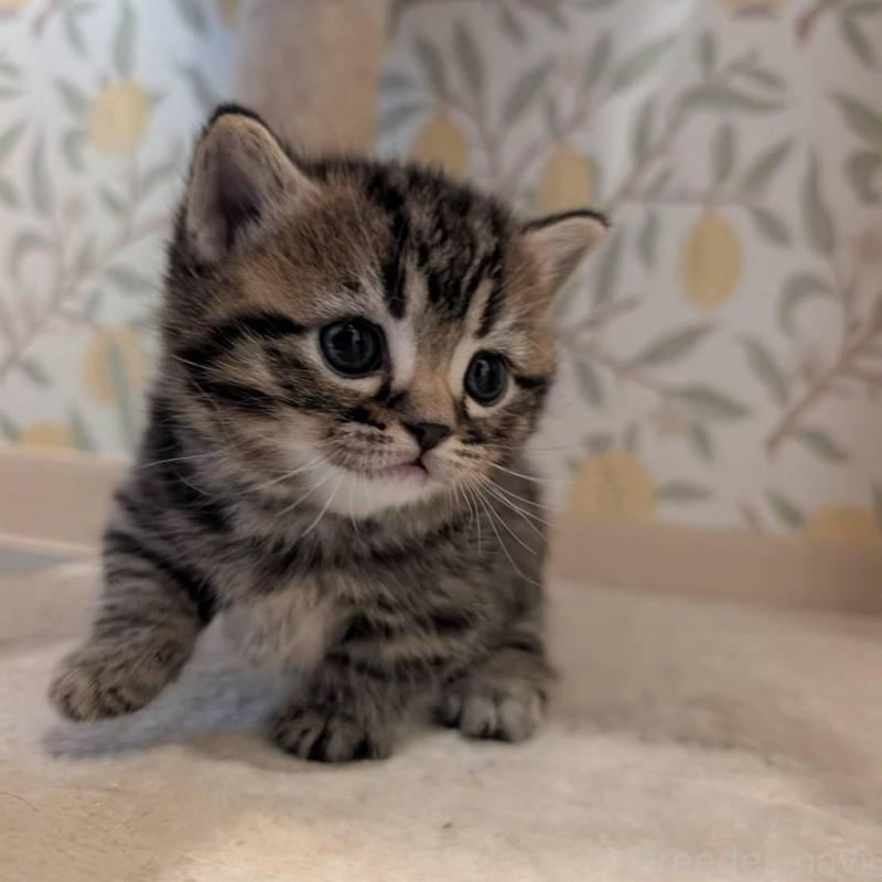 販売中の兵庫県のマンチカン(短足)-137977の4枚目