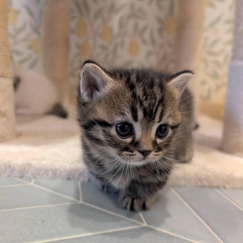 販売中の兵庫県のマンチカン(短足)-137977の2枚目