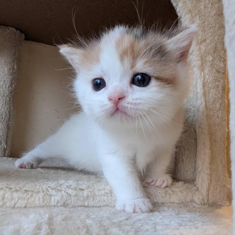 販売中の兵庫県のマンチカン-137978