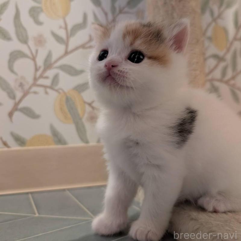 販売中の兵庫県のマンチカン-137978の9枚目