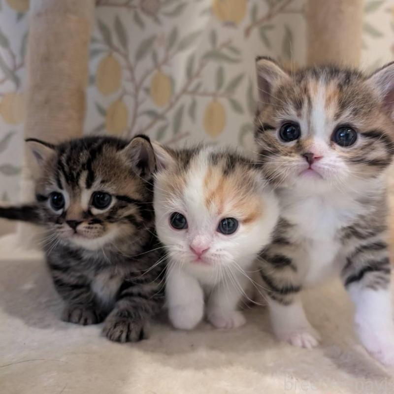 販売中の兵庫県のマンチカン-137978の8枚目