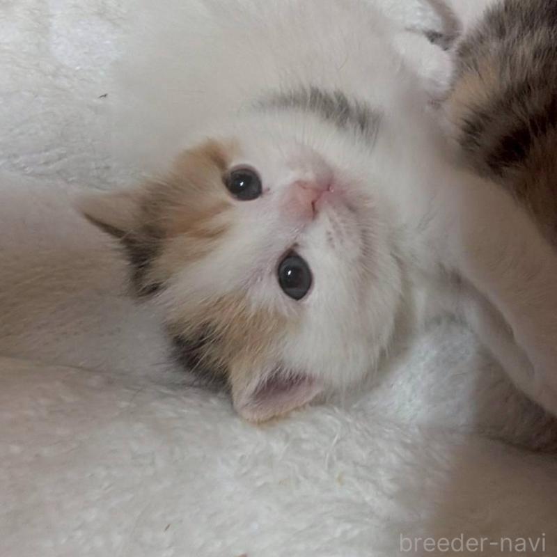 販売中の兵庫県のマンチカン-137978の7枚目