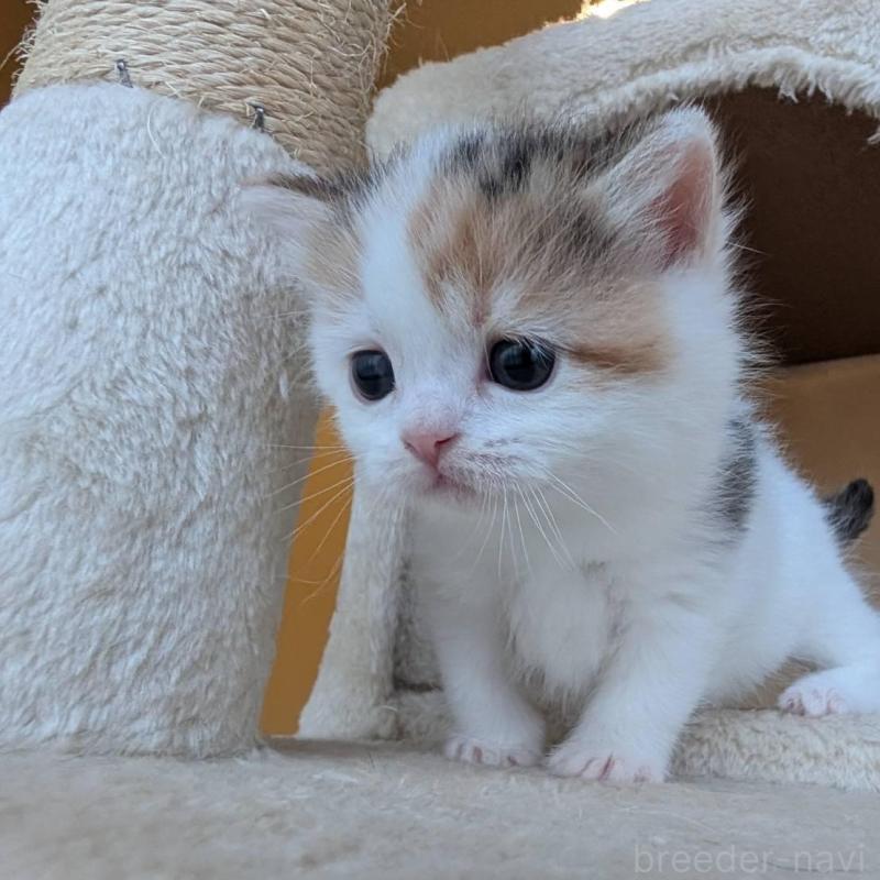 販売中の兵庫県のマンチカン-137978の6枚目