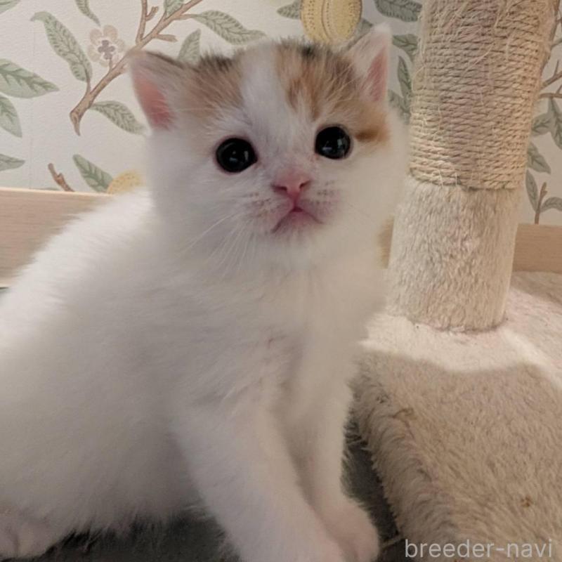 販売中の兵庫県のマンチカン-137978の4枚目