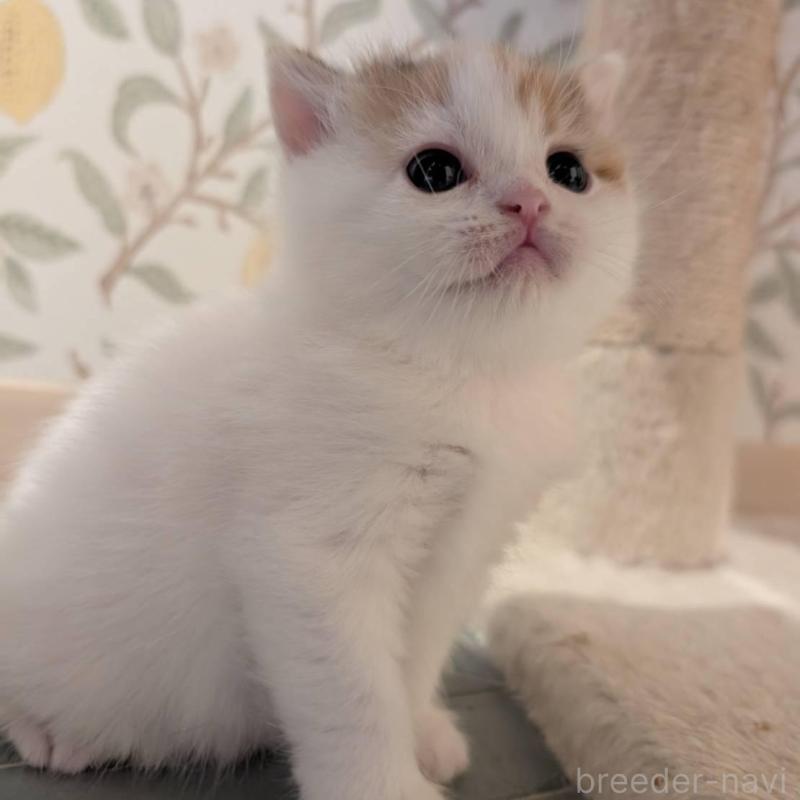 販売中の兵庫県のマンチカン-137978の3枚目