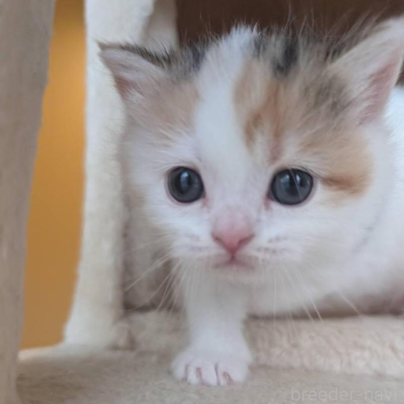 販売中の兵庫県のマンチカン-137978の2枚目