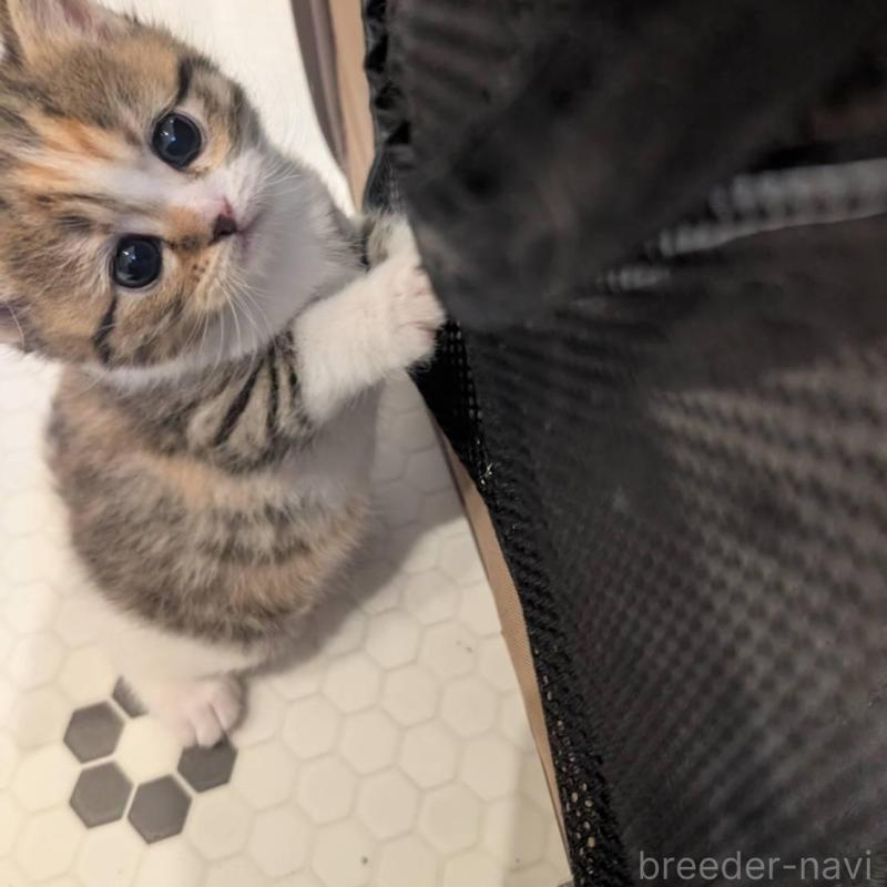 販売中の兵庫県のマンチカン-137979の9枚目