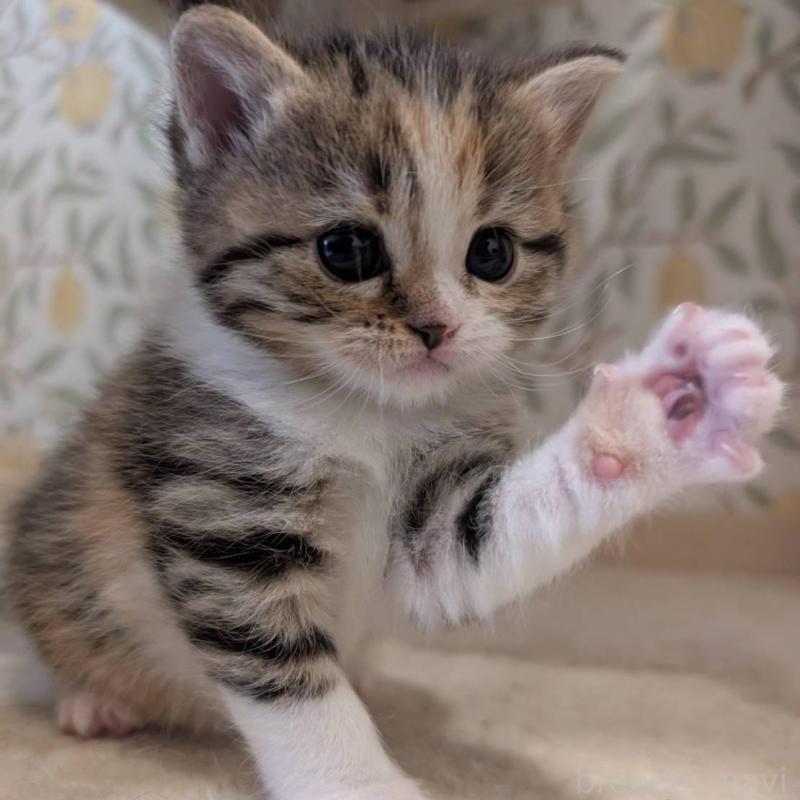 販売中の兵庫県のマンチカン-137979の8枚目