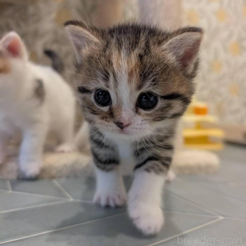 販売中の兵庫県のマンチカン-137979の7枚目