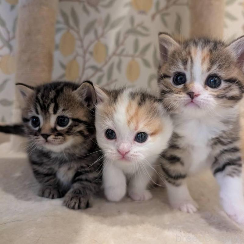 販売中の兵庫県のマンチカン-137979の6枚目