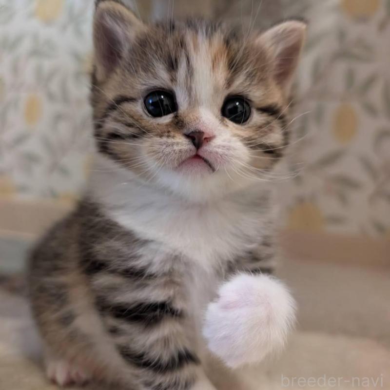 販売中の兵庫県のマンチカン-137979