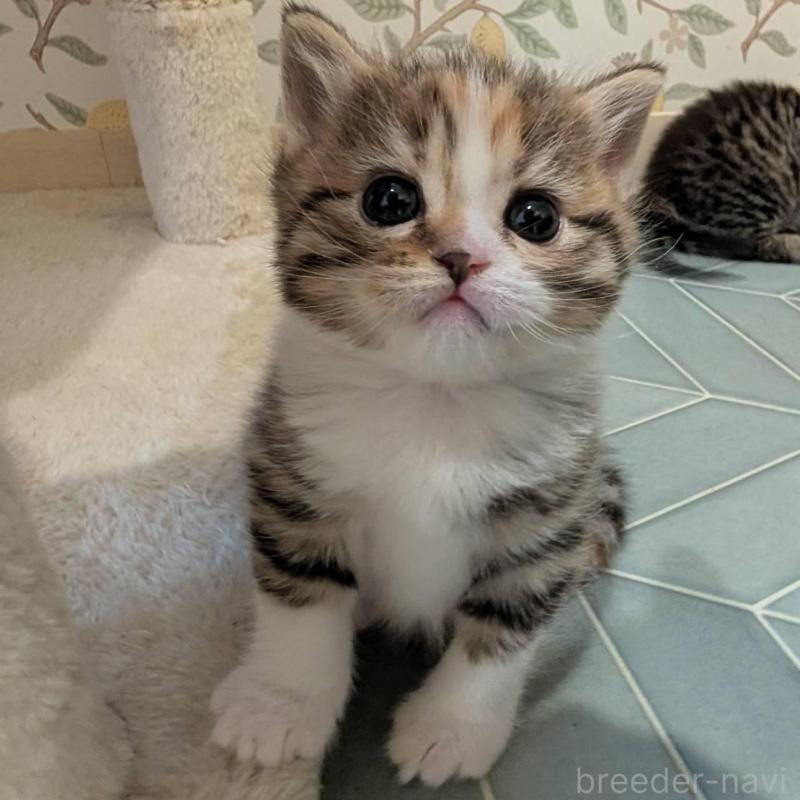 販売中の兵庫県のマンチカン-137979の5枚目