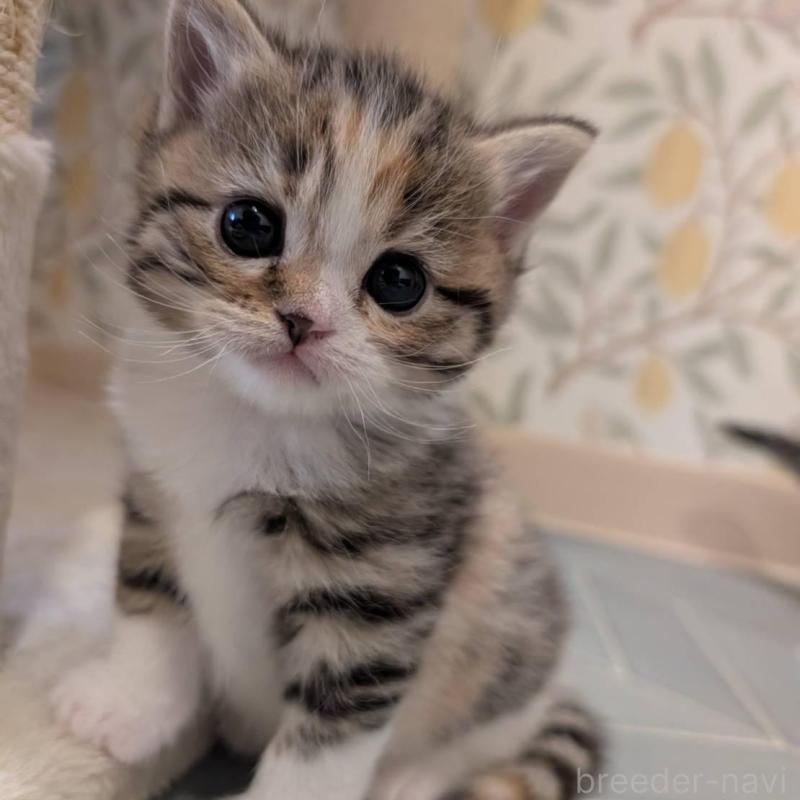 販売中の兵庫県のマンチカン-137979の3枚目